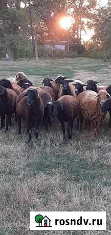 Овцы на продажу и на развод Анапа - изображение 1