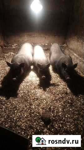 Вьетнамские поросята Ульяновск - изображение 1