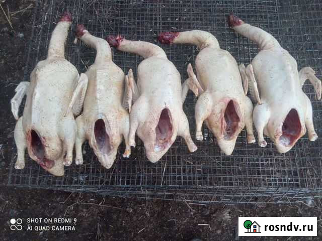 Мясо гуся. Село Красное Арзамас - изображение 1