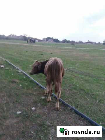 Бычок Ленинкент - изображение 1
