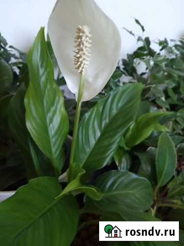 Спатифиллум Казань - изображение 1