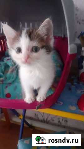 Кошки Воронеж - изображение 1