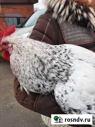 Петух Москва - изображение 1