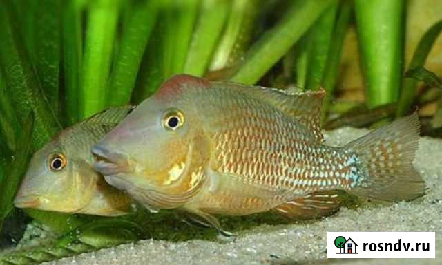 Геофагус штандахнера Благовещенск - изображение 1