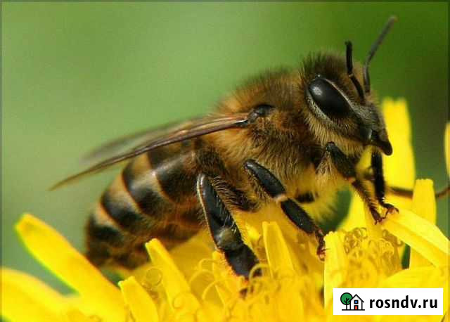 Продам пчел Пермь - изображение 1