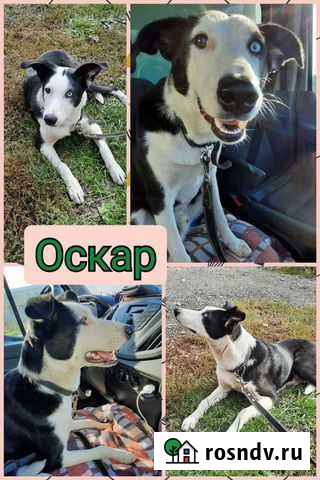 Необычайный красавец Оскар ищет семью Нижний Новгород - изображение 1