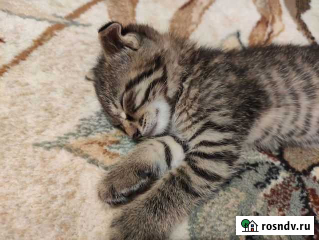 Вислоухие котята Россошь - изображение 1