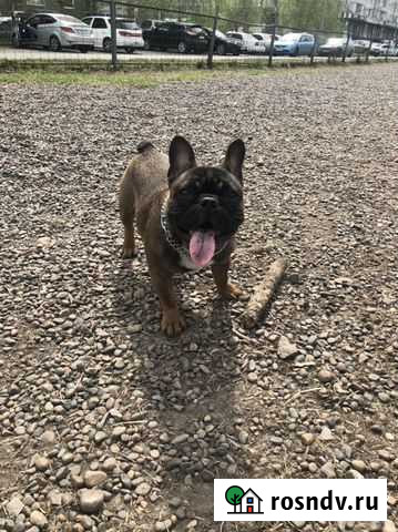 Вязка Французский бульдог Красноярск - изображение 1