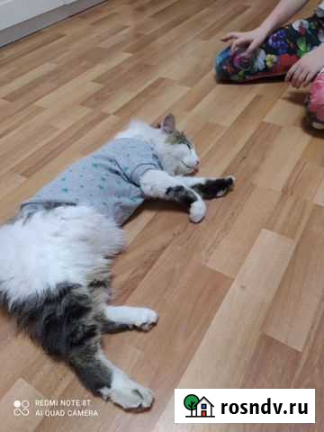 Кот добрый, ласковый, спокойный Екатеринбург - изображение 1