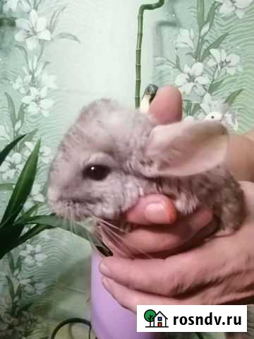 Шиншилла девочка Улан-Удэ - изображение 1