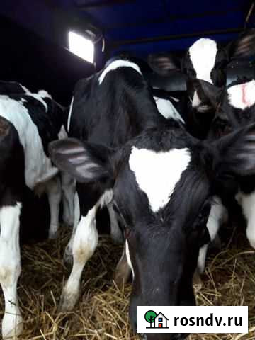 Телята бычки Сальск - изображение 1