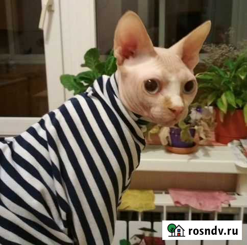 Вязка. Канадский сфинкс кот Ногинск - изображение 1