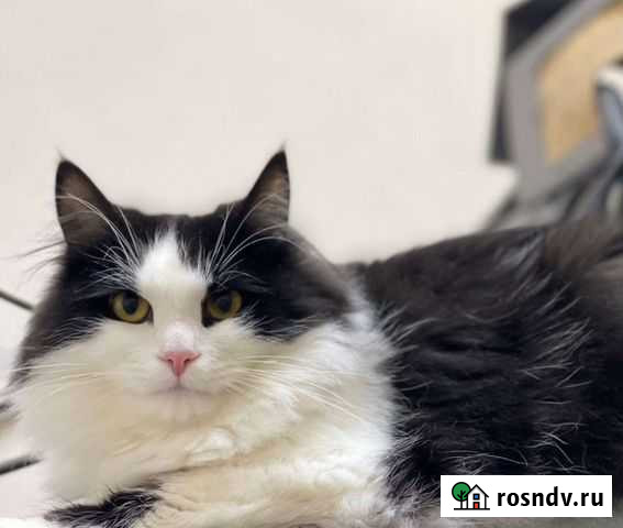 Котодети из приюта ищут своих родителей Нижний Новгород - изображение 1