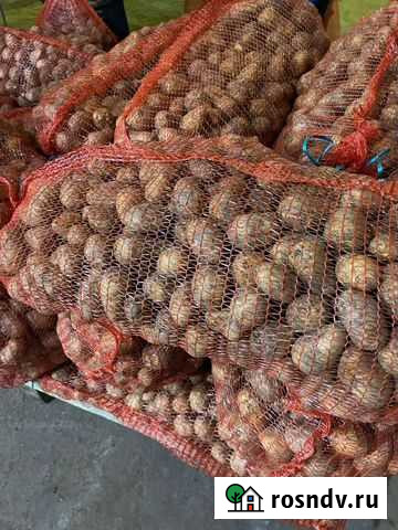 Картофель Гала 45-55 см бюджет Цивильск - изображение 1