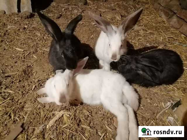 Кролики Соль-Илецк - изображение 1