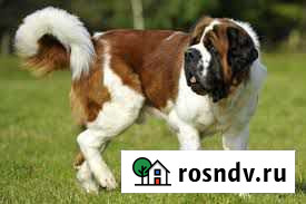 Щенки сенбернара Иркутск - изображение 1