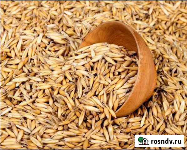 Цельный овес Домодедово - изображение 1