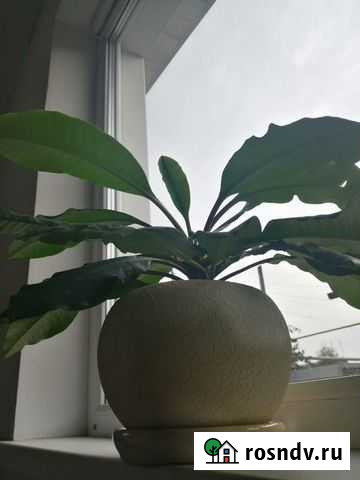 Молочай в керамическом кашпо Мичуринск - изображение 1