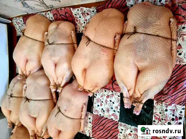 Тушки гуся, Халяль Агаповка - изображение 1