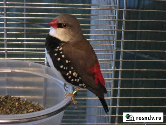 Амадина бриллиантовая,кольчатый астрильд Санкт-Петербург - изображение 1