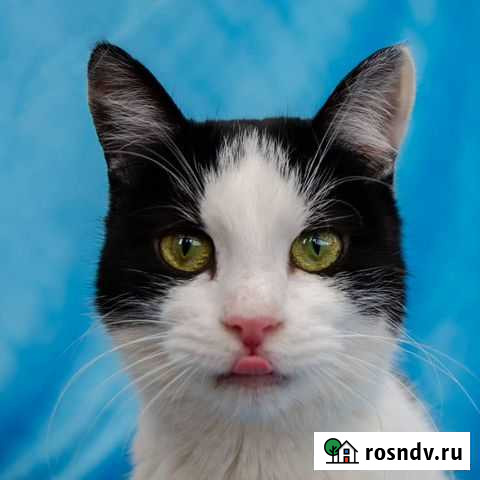 Фиса, 1,5 лет, стерилизована Краснодар - изображение 1