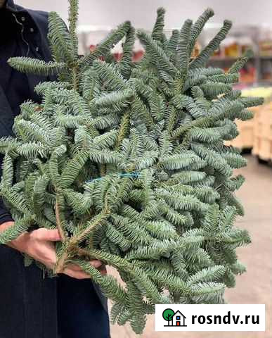 Нобилис Санкт-Петербург - изображение 1