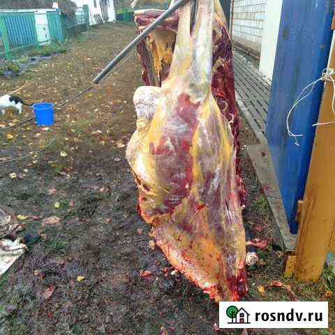 Продам мясо конины и говядины мясо высшей котегори Стерлитамак