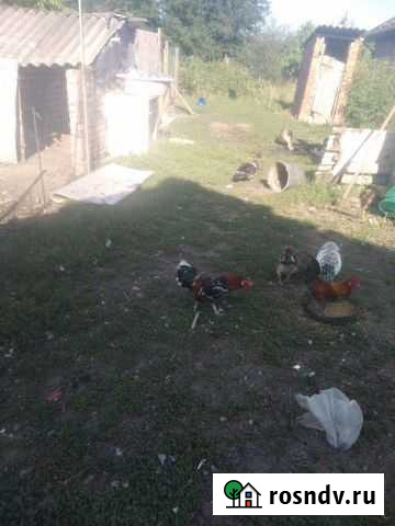 Петушки карликовые Новотитаровская - изображение 1