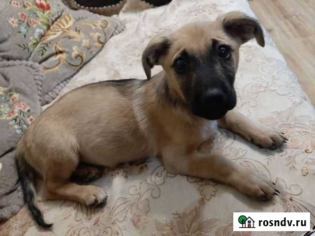 Щенок. Мальчик. 2,5 мес Волжский - изображение 1