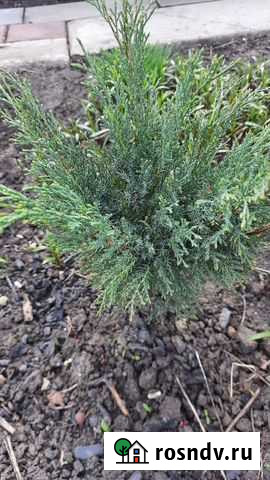 Можжевельник казацкий Тамбов - изображение 1