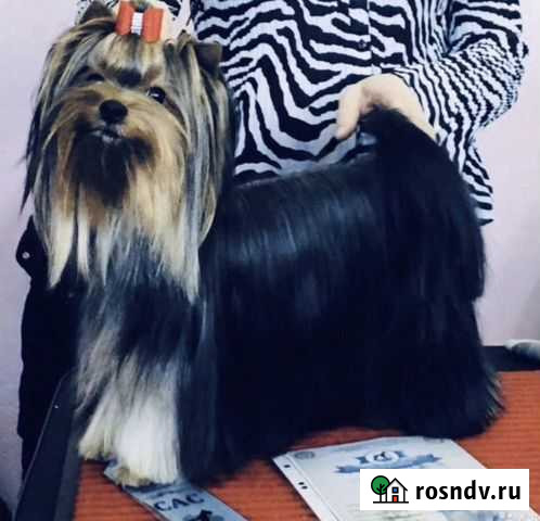 Йоркширский терьер Мурманск - изображение 1