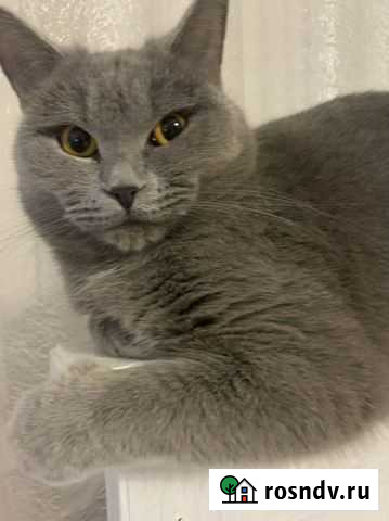 Британец Железногорск - изображение 1