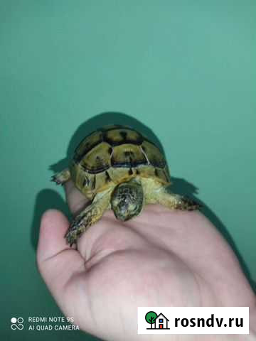 Греческая Черепашка сухопутная Москва - изображение 1