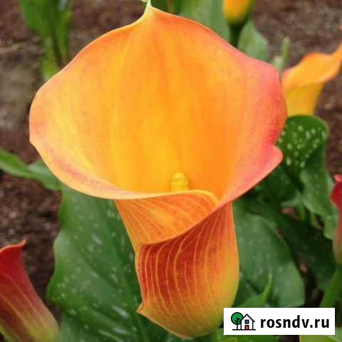 Каллы и Канны Оренбург - изображение 1