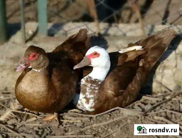 Индоутка Сергач - изображение 1