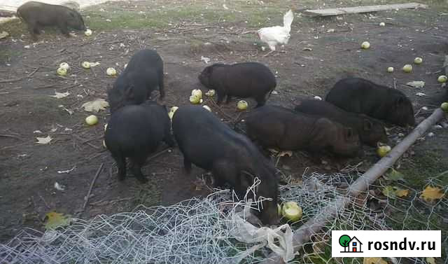 Вьетнамский вислобрюхий поросенок Струги Красные - изображение 1