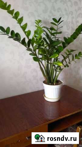 Замиокулькас Ростов-на-Дону - изображение 1