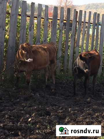 Продам ярославскую корову Златоуст - изображение 1