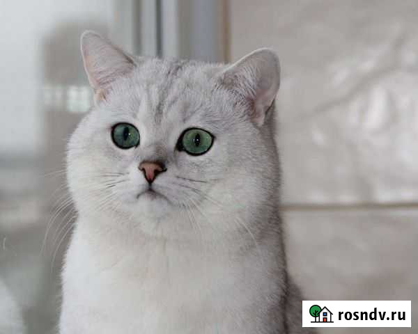 Шотландский кот вязка Москва - изображение 1