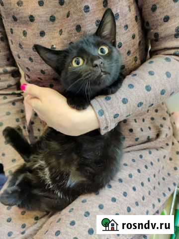 Кошка Санкт-Петербург - изображение 1