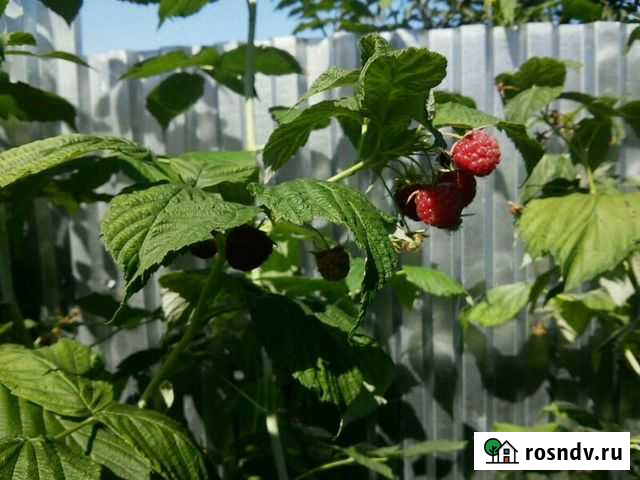 Продам саженцы малины Сасово - изображение 1