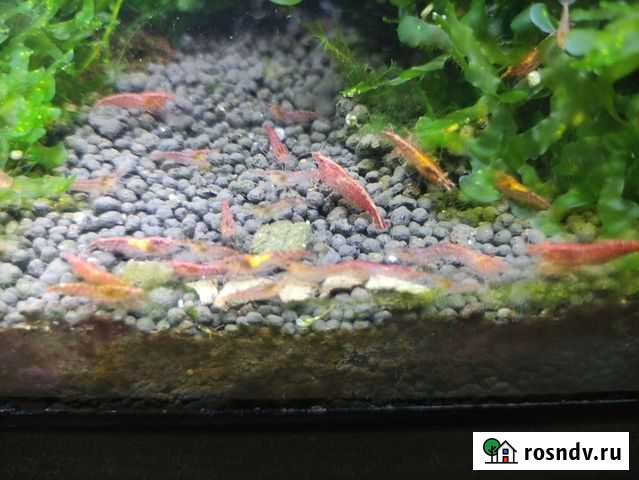 Продам креветок вишен Звенигород - изображение 1