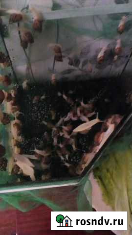 Улитята ахатины Екатеринбург - изображение 1