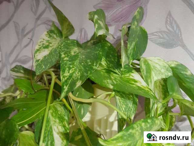 Эпипремнум Арзамас - изображение 1