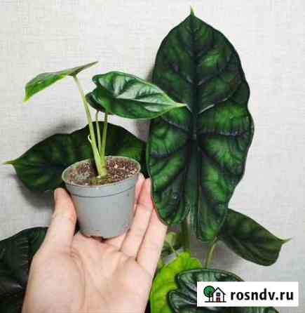 Алоказия Дзержинск
