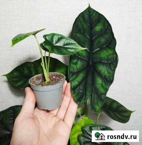 Алоказия Дзержинск - изображение 1