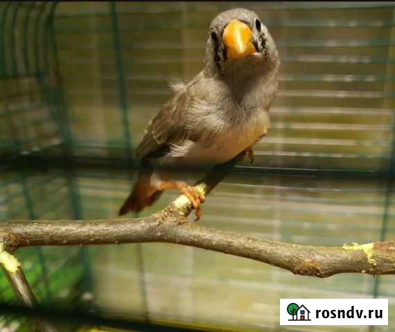 Зебровые амадины с клеткой Санкт-Петербург - изображение 1