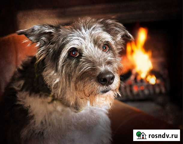 Работа выгул собак Уфа - изображение 1