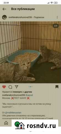 Ласковые котята мурлыки Москва - изображение 1