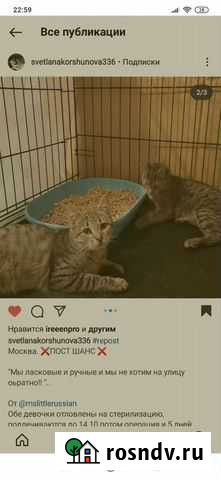 Ласковые котята мурлыки Москва - изображение 1